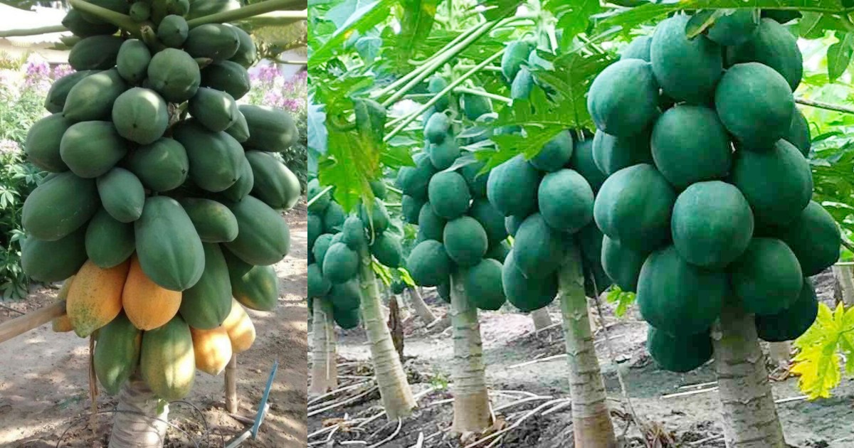 Awesome Papaya Cultivation