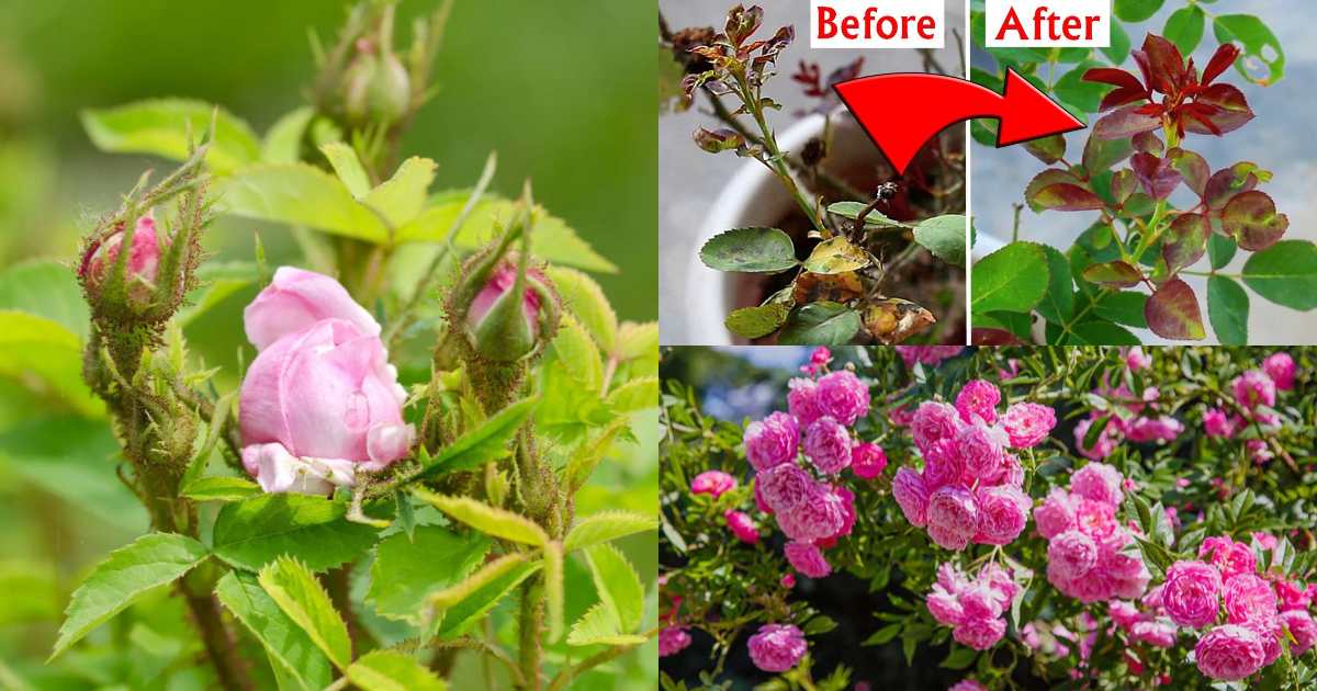 Best Organic Insecticide For Rose