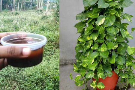 ഇതൊന്ന് ഒഴിച്ച് കൊടുത്താൽ മതി! മണി പ്ലാന്റുകൾ വീട്ടിൽ കാടു പോലെ തഴച്ചു വളരും! ഇനി മണിപ്ലാന്റ് ചട്ടിയിൽ തിങ്ങി നിറയും!! | Bushy Money Plant Grow Tips