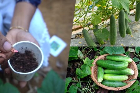 ഈ ഒരു സൂത്രം ചെയ്താൽ മതി വെള്ളരി പൊട്ടിച്ചു മടുക്കും! വെറും 45 ദിവസം മതി കിലോ കണക്കിന് വെള്ളരി വിളവ് എടുക്കാൻ.!! | Cucumber Krishi 45 Days