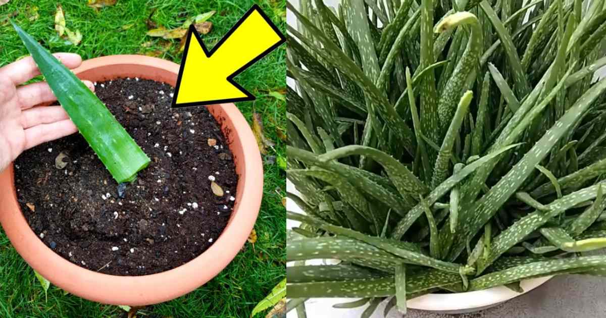 Easy Aloe Vera Baby Plants Trick