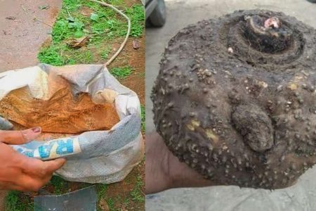 ഈ ഒരു സൂത്രം ചെയ്താൽ മതി ഒരു ചെറിയ ചേന കഷ്ണത്തിൽ നിന്നും കിലോ കണക്കിന് ചേന പറിക്കാം! പഴയ സിമെന്റ് ചാക്ക് മതി ചേന പറിച്ചു മടുക്കും!! | Easy Chena Cultivation Tips