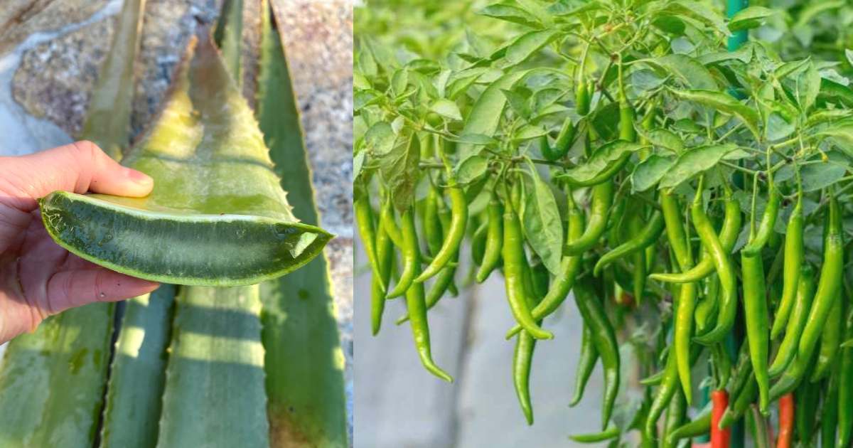 Easy Chili Cultivation Using Aloe Vera