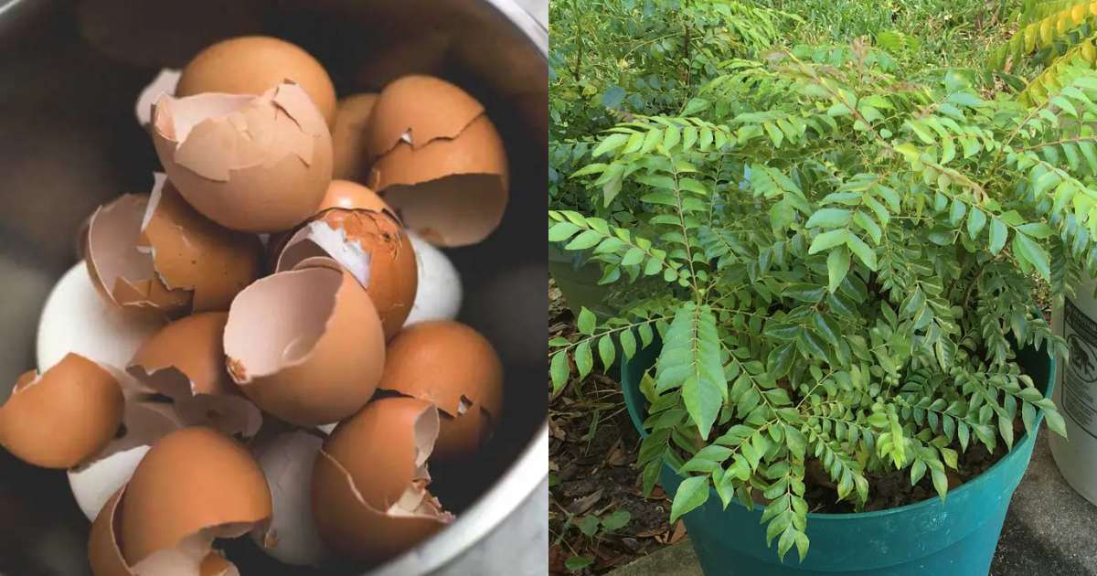 Easy Curry Leaves Care Using Egg Shell