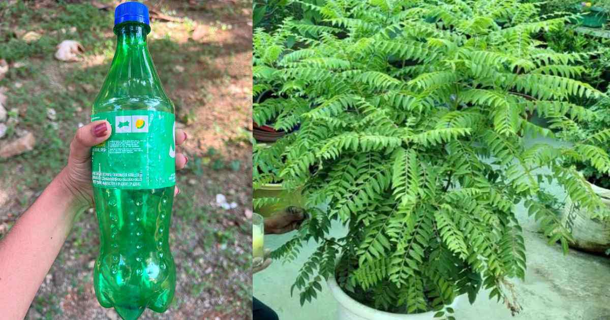 Easy Curry Leaves Cultivation Using Bottle