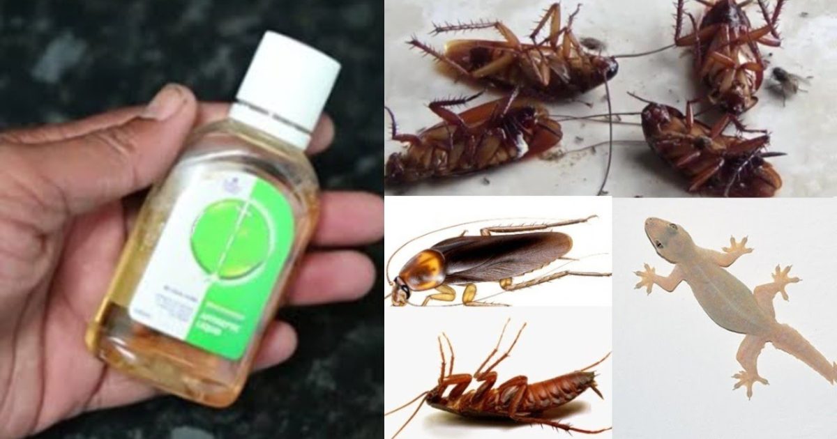 Easy Get Rid Of Pests Using Detole
