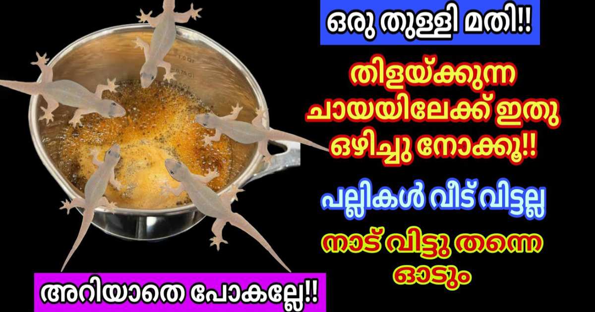 Easy Get Rid of Lizards Using Tea