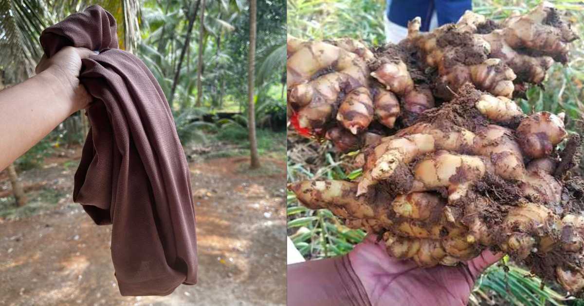 Easy Ginger Cultivation Using Cloth