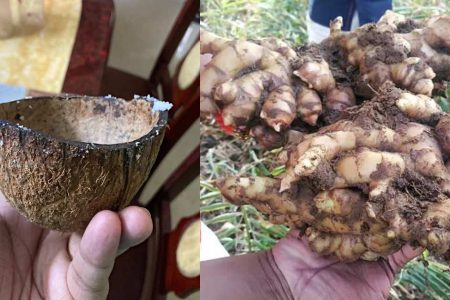 ചിരട്ട കൊണ്ട് ഈ ഒരു സൂത്രം ചെയ്താൽ മതി ഇഞ്ചി പറിച്ച് മടുക്കും! ഇനി ഒരു ചെറിയ ഇഞ്ചി കഷ്‌ണത്തിൽ നിന്നും കിലോ കണക്കിന് ഇഞ്ചി പറിക്കാം!! | Easy Ginger Cultivation Using Coconut Shell
