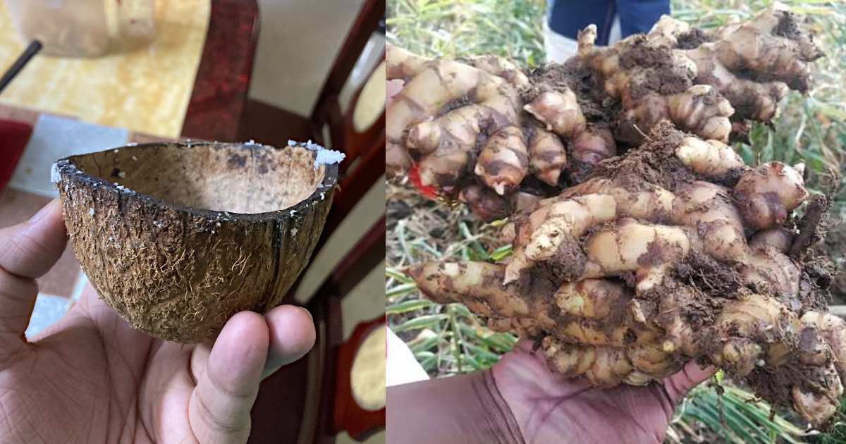 Easy Ginger Cultivation Using Coconut Shell