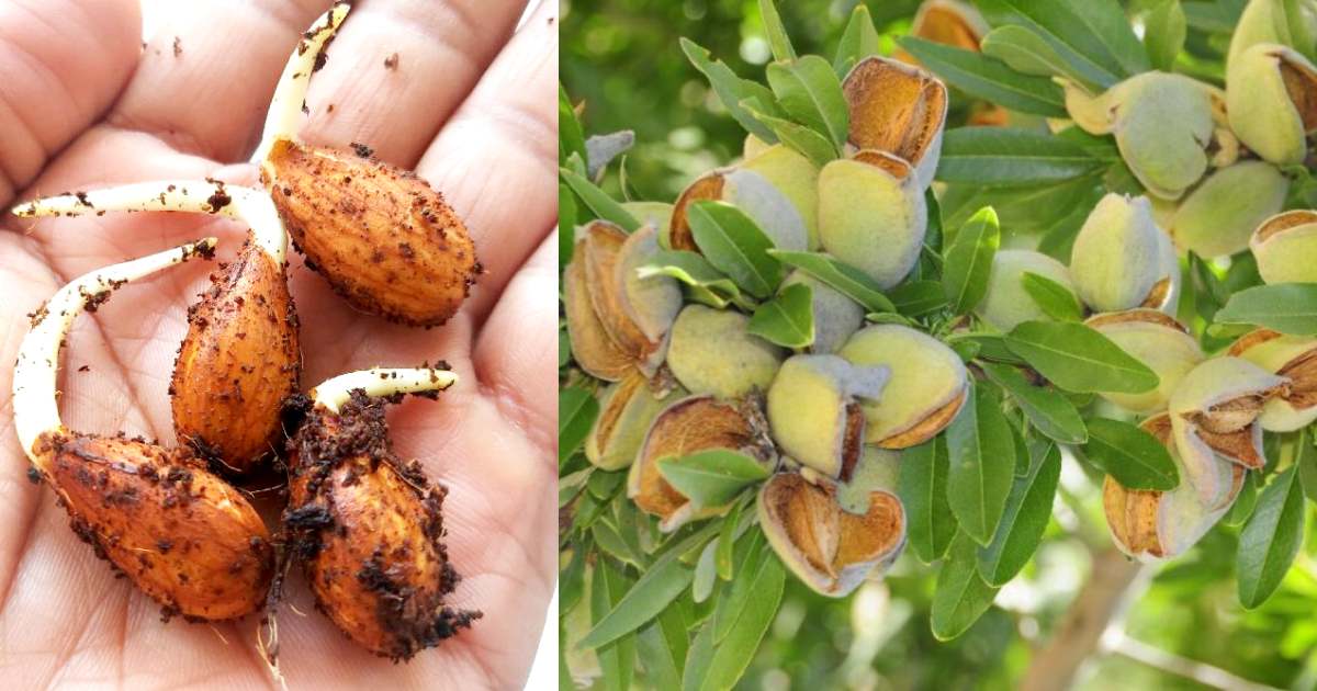 Easy Grow Almonds at Home