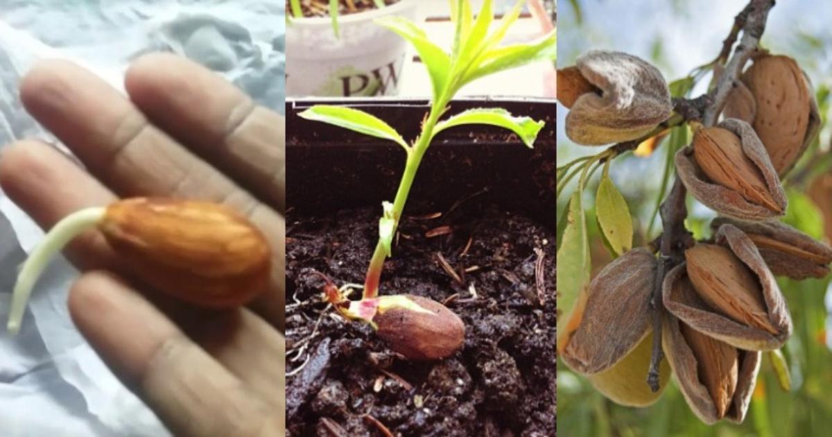 Easy Grow Almonds at Home