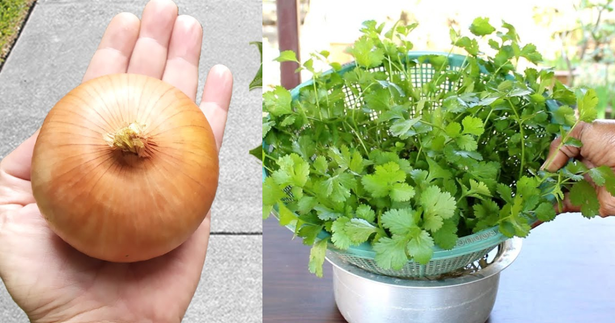Easy Grow Coriander At Home