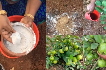 ഈ ഒരു സൂത്രം ചെയ്താൽ മതി പേര അടിയിൽ നിന്നും കുലകുത്തി കായ്ക്കും! ഇനി ചുവട്ടിൽ നിന്നും പേരക്ക പൊട്ടിച്ചു മടുക്കും.!! | Easy Guava Cultivation Tips