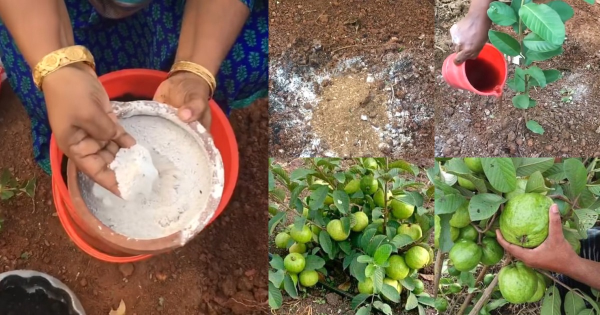 Easy Guava Cultivation Tips