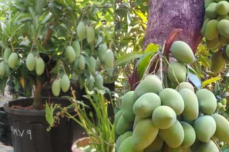ഈ ഒരു സൂത്രം ചെയ്താൽ മതി മാവ് ഭ്രാന്ത് പിടിച്ചത് പോലെ കുലകുത്തി കായ്ക്കും! ഏത് പൂക്കാത്ത മാവും പൂക്കാൻ കിടിലൻ സൂത്രം!! | Easy Mango Tree Cultivation Tips