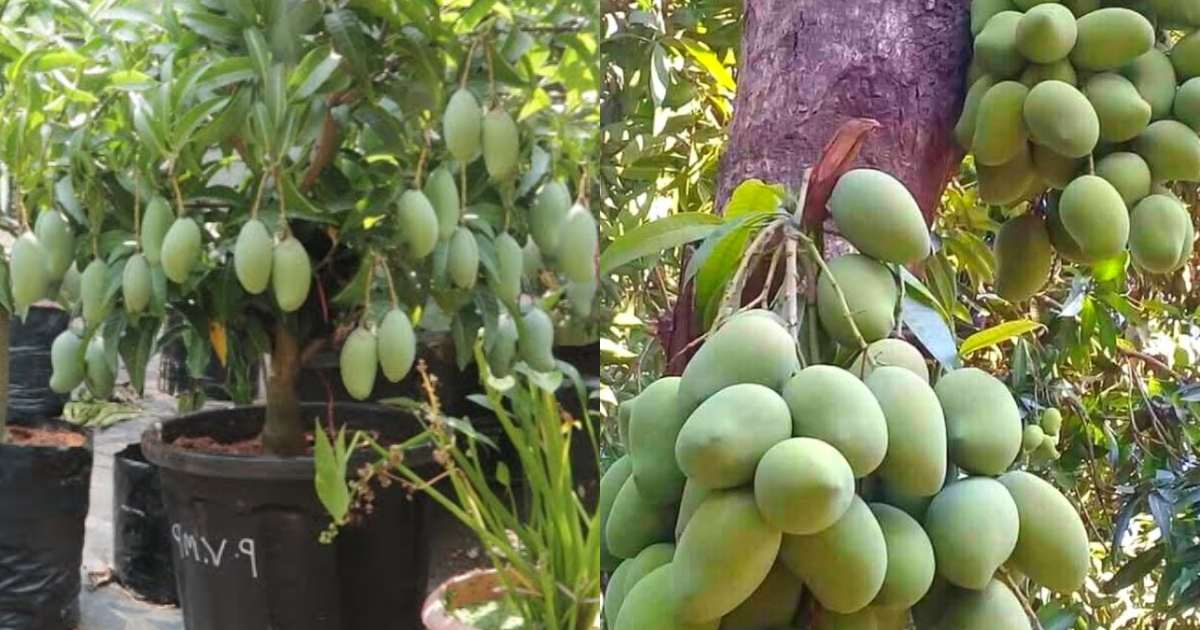 Easy Mango Tree Cultivation Tips