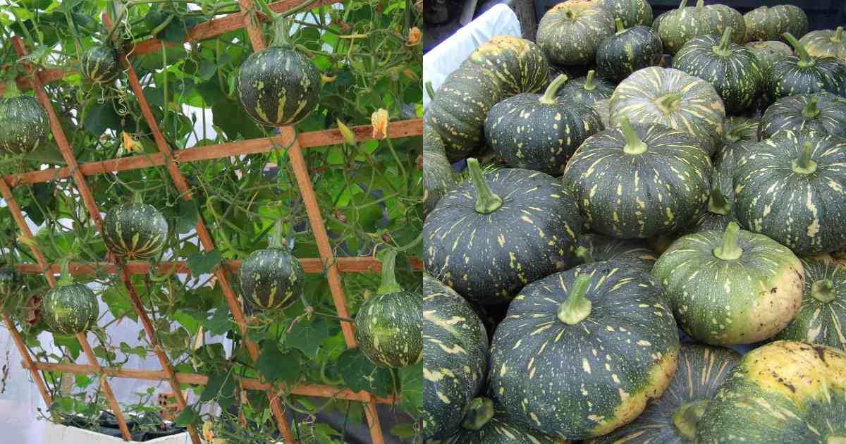 Easy Organic Pumpkin Cultivation