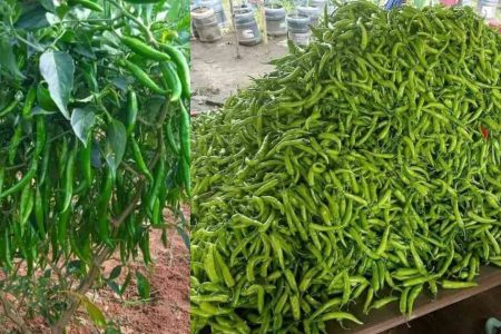 ഈ ഒരു സൂത്രം ചെയ്താൽ മതി മുളക് കുല കുലയായ് ഉണ്ടാകും! മുളക് കുലകുത്തി തിങ്ങി നിറയാൻ കിടിലൻ സൂത്രം!! | Easy Pachamulaku Krishi Tips