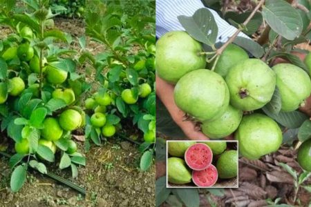 ഈ ഒരു സൂത്രം ചെയ്താൽ മതി പേര പെട്ടെന്ന് പൂവിട്ട് കുലകുത്തി കായ്ക്കും! ഇനി പേരക്ക ചുവട്ടിൽ നിന്നും പൊട്ടിച്ചു മടുക്കും.!! | Easy Perakka Krishi