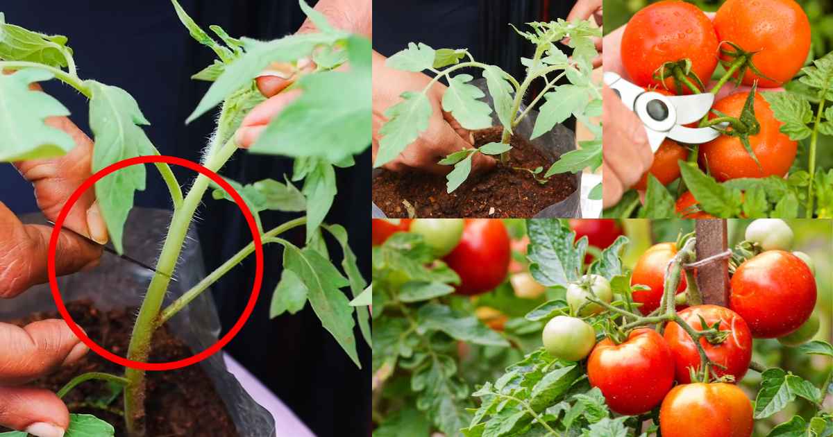 Easy Tips To Tomato Pruning