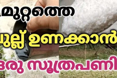 ഇതൊന്ന് തളിച്ചാൽ മാത്രം മതി! മുറ്റത്ത് കാടുപിടിച്ചു കിടക്കുന്ന പുല്ല് ഠപ്പേന്ന് ഉണങ്ങും! പുല്ല് ഉണക്കാൻ ഒരു കിടിലൻ സൂത്രം!! | Easy To Remove Weeds