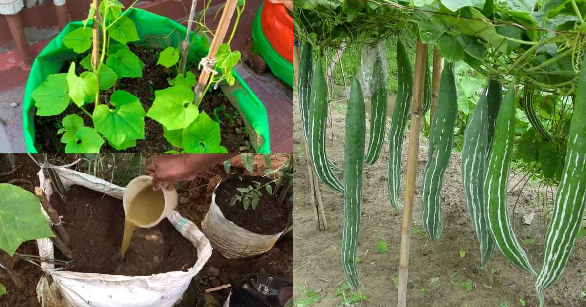 Easy Vegetable Cultivation Tips