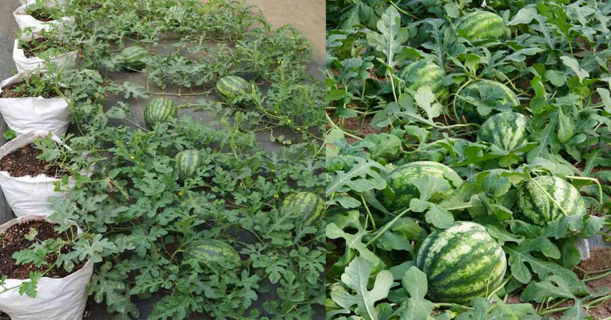 Easy Watermelon Cultivation Tips