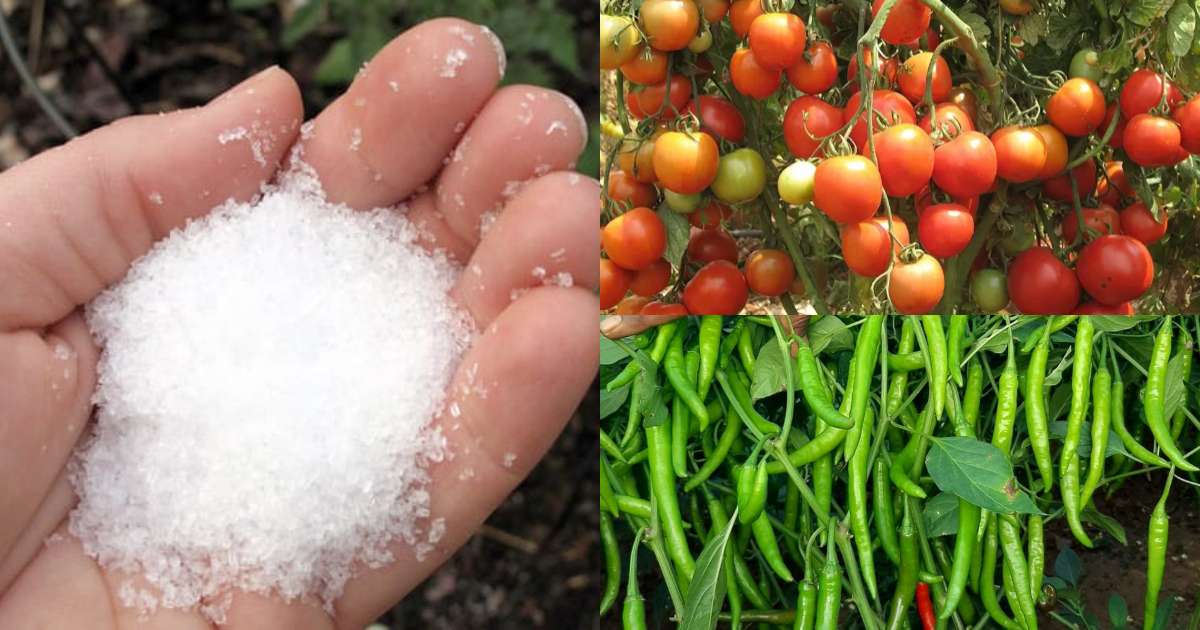 Epsum Salt for Plants