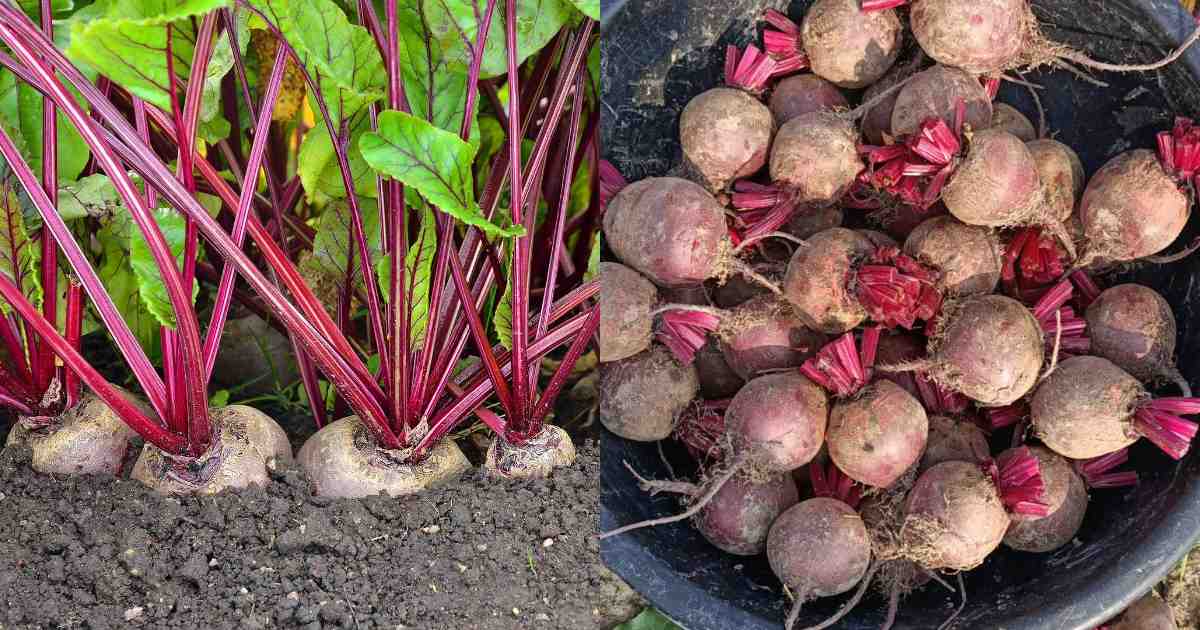 Easy Beetroot Cultivation