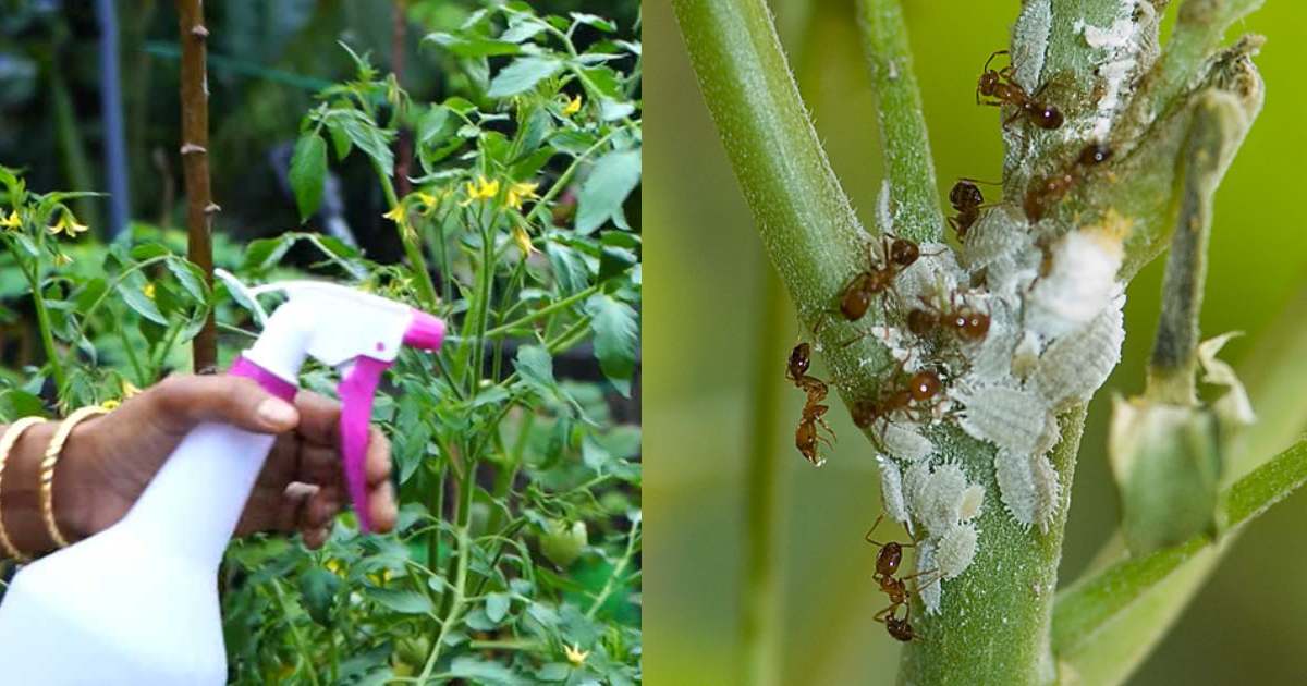 Get Rid of Ants In Plants