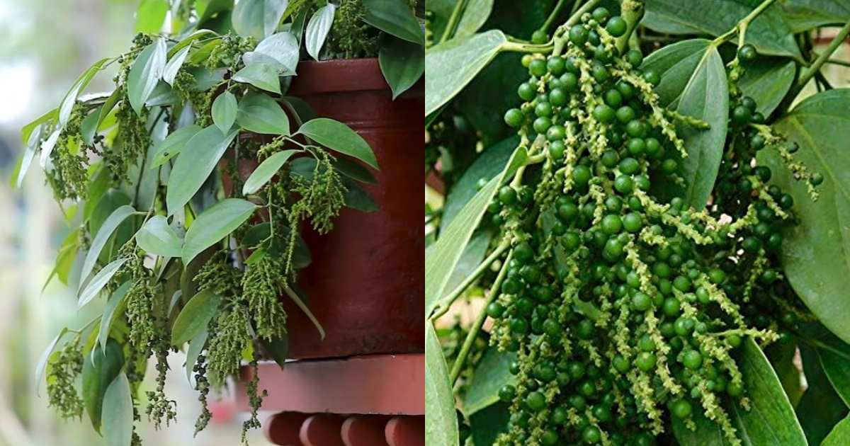 Grow Bush Pepper in Container Easy