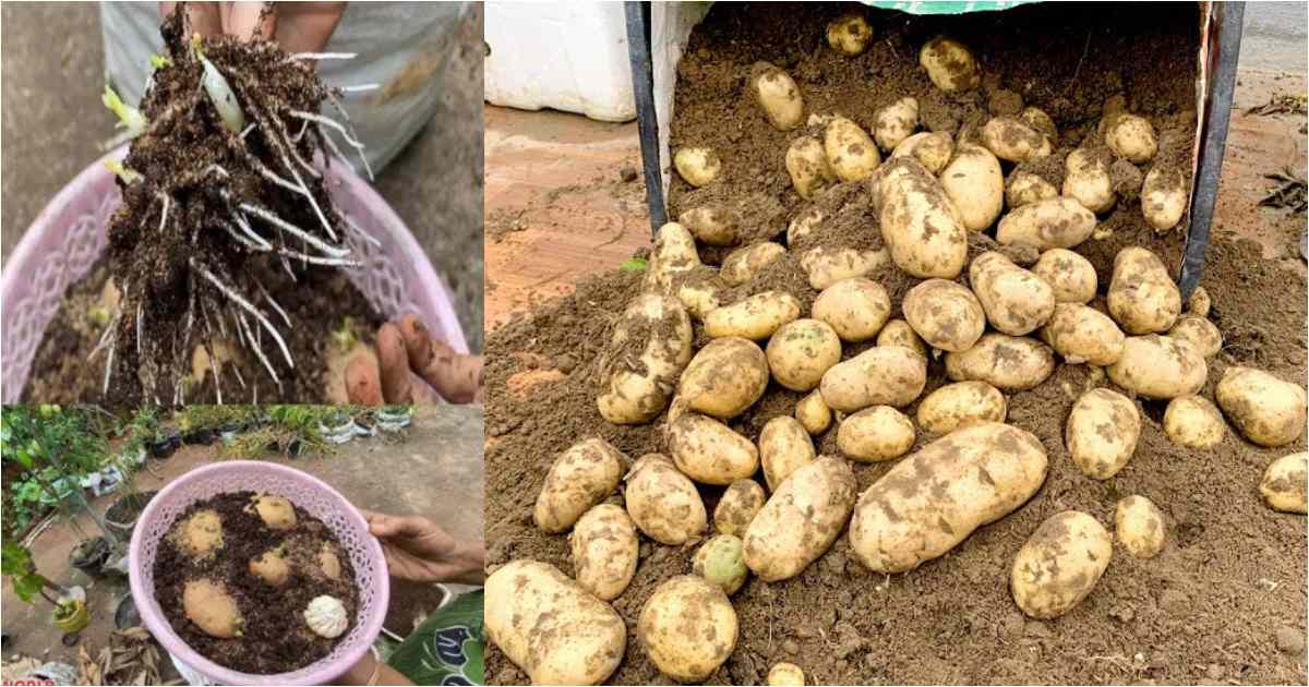 Grow Potatoes Easily At Home
