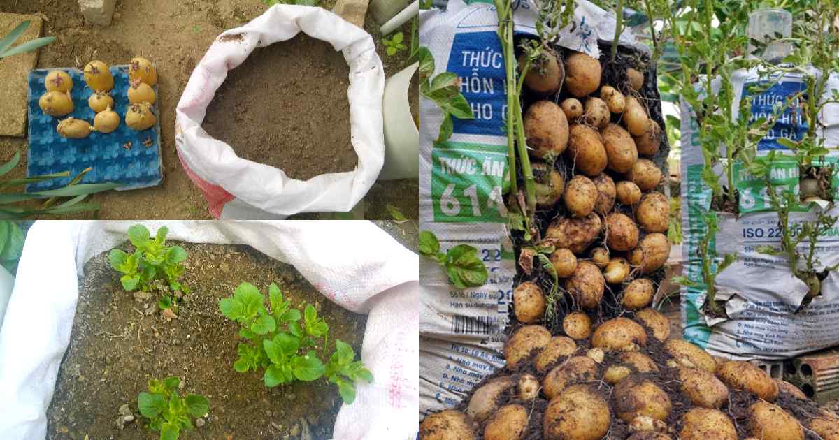Grow Potatoes Easily