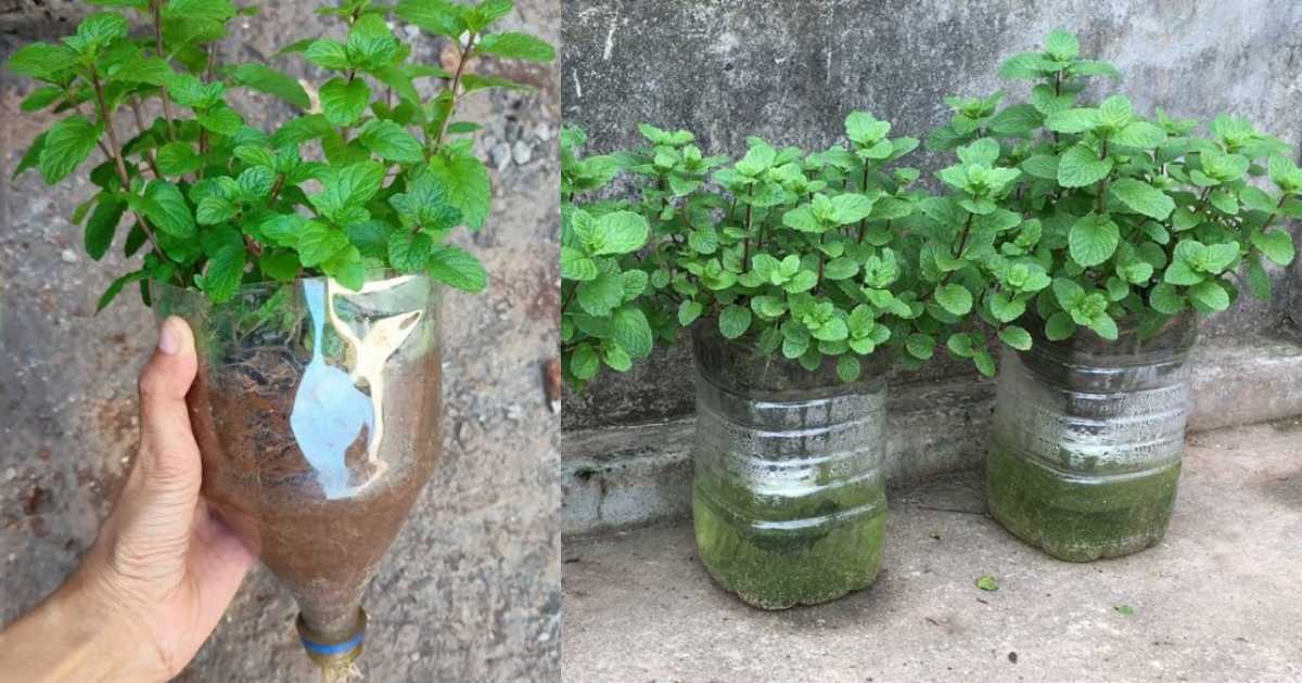 Growing Mint on Terrace in Bottle