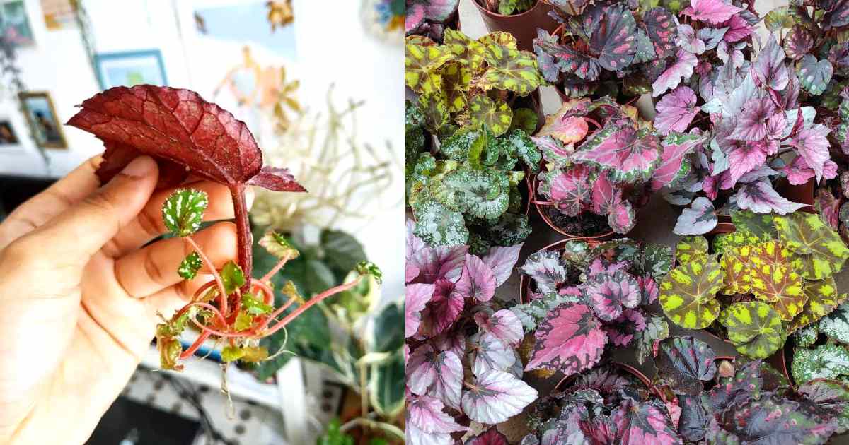 How to Propogate Begonia Plant