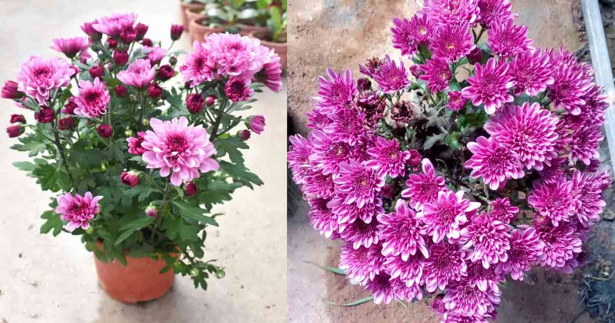 Jamanthi Flowering Tips