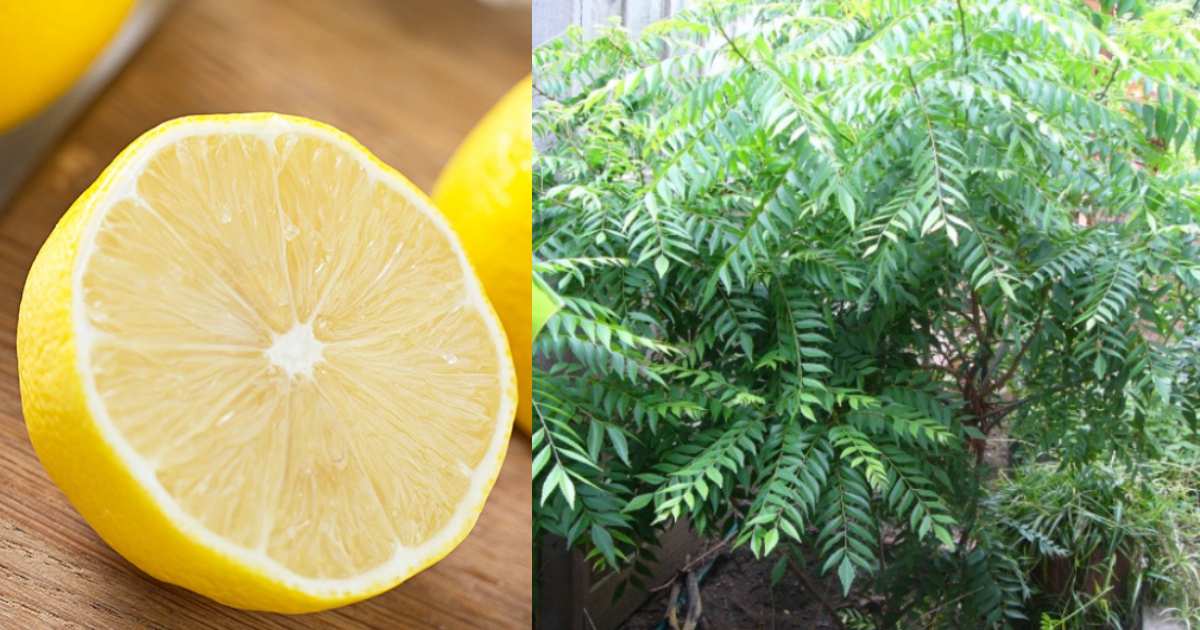 Kariveppila Cultivation Using Lemon