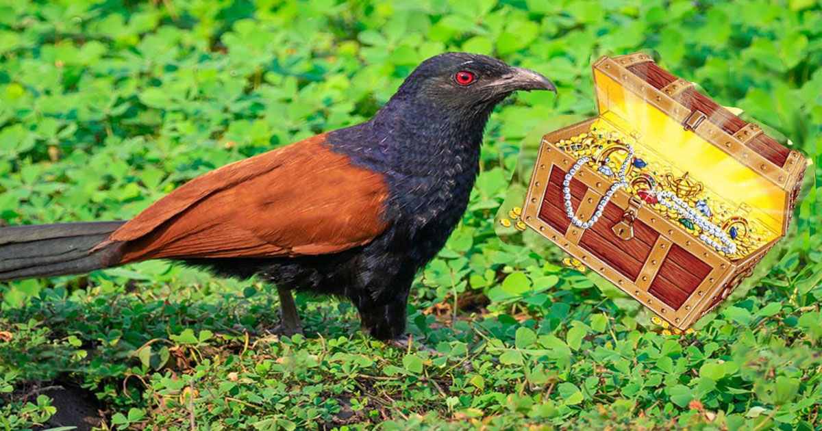 Lucky Bird Uppan at Home Astrology