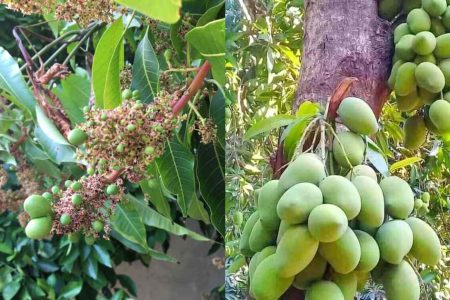 ഈ ഒരു മുറിവിദ്യ ചെയ്താൽ മതി! ഏത് പൂക്കാത്ത മാവും ഭ്രാന്ത് പിടിച്ച പോലെ പൂക്കും! മാങ്ങ കുല കുലയായി തിങ്ങി നിറയും ഉറപ്പ്!! | Mango Graft for High Yield