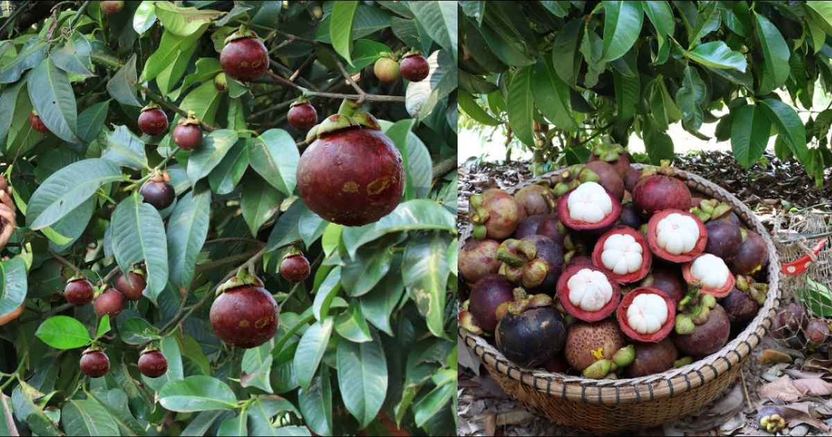 Mangosteen Cultivation Tips