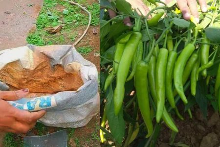 പഴയ ചാക്ക് കൊണ്ട് ഈ ഒരു സൂത്രം ചെയ്താൽ മതി ഇല കാണാതെ പച്ചമുളക് കുലകുത്തി തിങ്ങി നിറയും! ഇനി മുളക് പൊട്ടിച്ചു മടുക്കും!! | Mulak Krishi Tips Using Bag