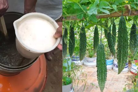 ഈ ഒരു സൂത്രം ചെയ്താൽ മതി 6 മാസം തുടർച്ചയായ് പാവൽ കുലകുത്തി കായ്ക്കും! പാവൽ കായ്ക്കാൻ 10 കിടിലൻ സൂത്രങ്ങൾ!! | Paval Krishi 10 Tips