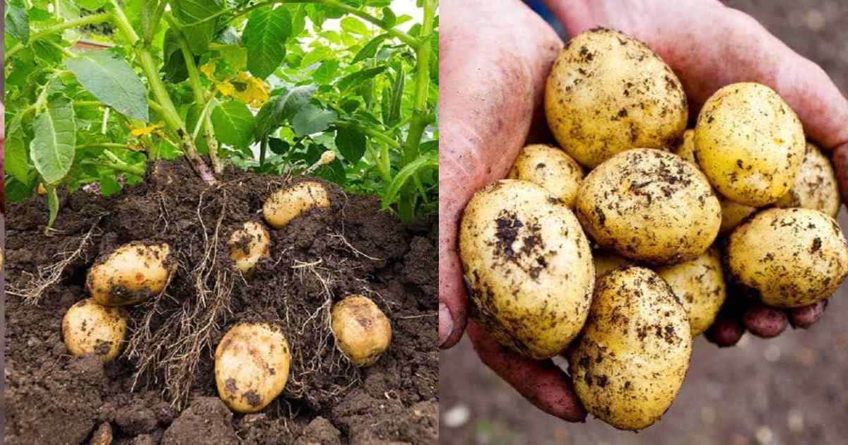 Potato Cultivation Tips