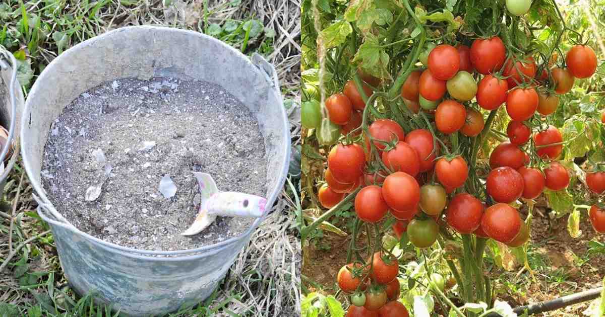 Tomato Cultivation Using Ash