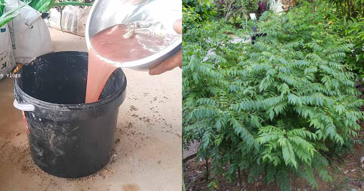 Curry Leaves Cultivation Using Fish Waste