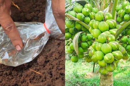 തെങ്ങിന്റെ വേരിൽ ഈ ഒരു സൂത്രപ്പണി ചെയ്താൽ മാത്രം മതി! ഇനി തെങ്ങിൽ ഈന്ത് പോലെ തേങ്ങ കുലകുത്തി നിറയും!! | Easy Coconut Tree Fertilizer