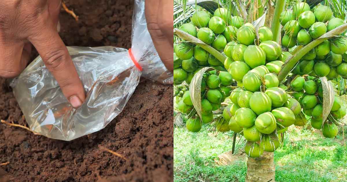 Easy Coconut Tree Fertilizer