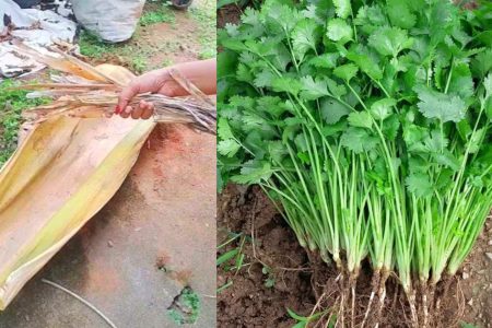 പാള ഒന്ന് മതി! ഇനി കാടു പോലെ മല്ലിയില തിങ്ങി നിറയും! എത്ര നുള്ളിയാലും തീരാത്തത്ര മല്ലിയില വീട്ടിൽ വളർത്താൻ കിടിലൻ സൂത്രം!! | Easy Malli Krishi Tips Paala