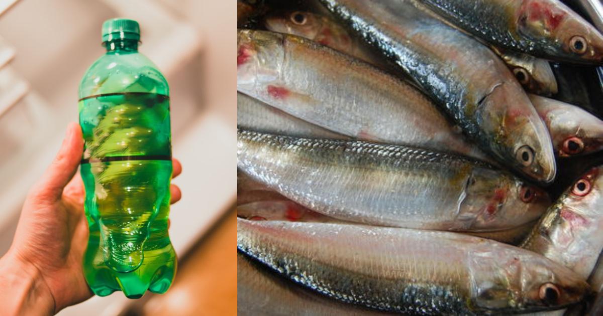 Fish Cleaning With Bottle